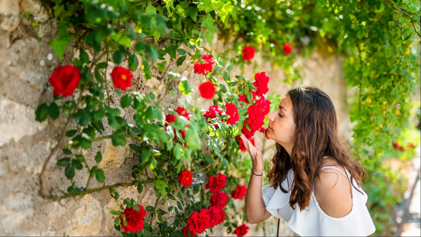 La promenade parmi les roses